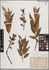 Foto von Salix fragilis L.